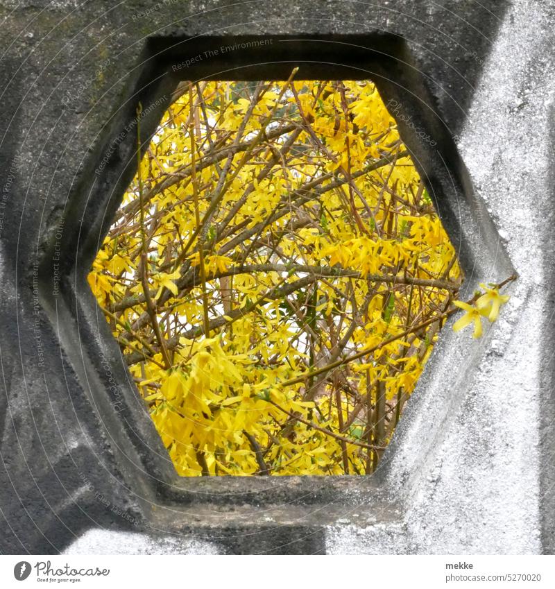 Schaufenster in den Frühling Forsythie Strauch Mauer Garten Blüte blühen schrebergarten Natur Fenster Loch Jahreszeit alt Beton Park Sechseck streetart Graffiti