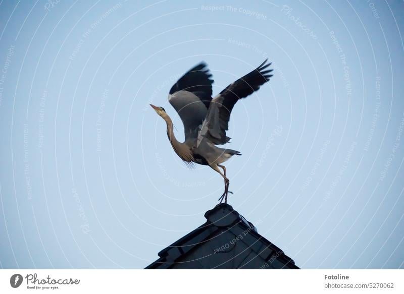 Der Graureiher auf dem Hausdach will gerade losfliegen. Eleganz pur. Es scheint so, als würde er auf dem Dach tanzen. Reiher Vogel Tier Außenaufnahme Wildtier