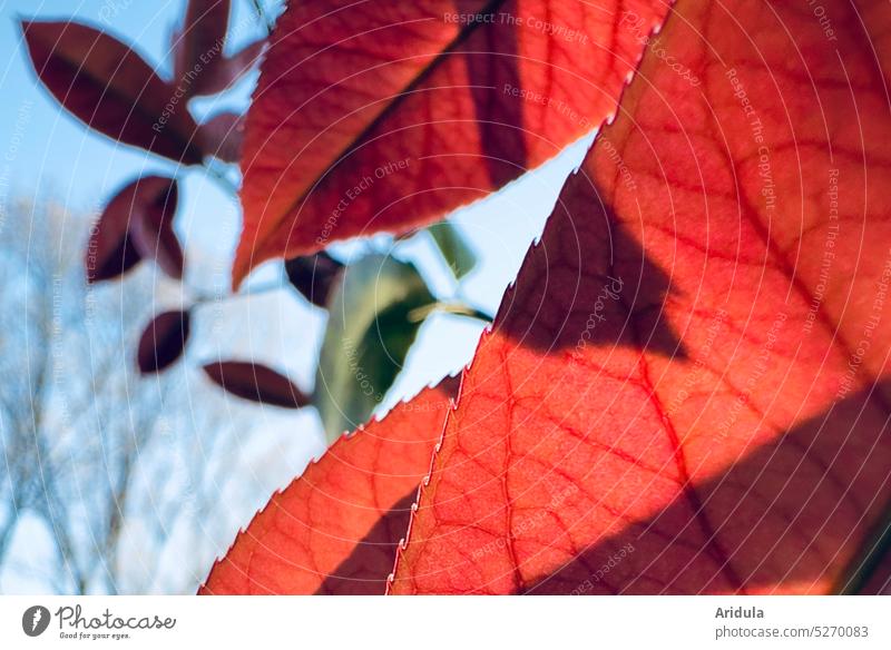 Abendstimmung | Blätter aus der Nähe im Sonnenlicht Sonnenuntergang Licht Zweige u. Äste Pflanzen Frühling Garten Himmel rot Lichtspiel Außenaufnahme