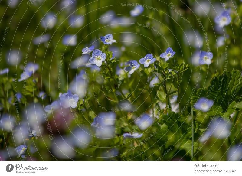 Ehre dem Ehre gebührt | Ehrenpreis Pflanze Pflanzen Natur natürlich Garten Blume Blumen Blumen und Pflanzen Blühend Wiese Frühling Sommer