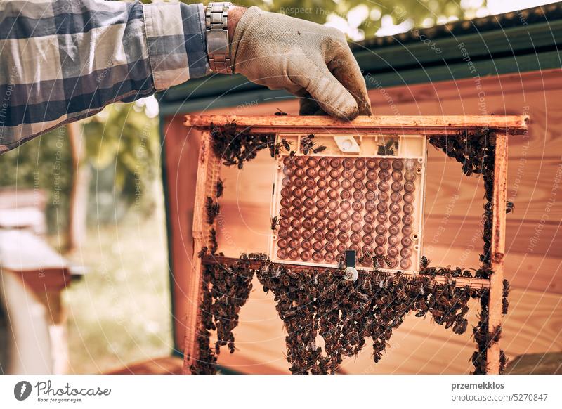 Imker bei der Arbeit im Bienenstock. Entnahme der Honigwaben aus dem Bienenstock mit Bienen auf den Waben. Erntezeit im Bienenstock Liebling Bienenkorb