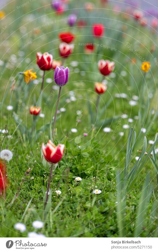 Farbtupfer Tulpen Narzissen Wiese Gras grün rot lila gelb bunt Frühling Blüte Natur Blume Pflanze Farbfoto Blühend Blumen schön Sommer Gänseblümchen Löwenzahn