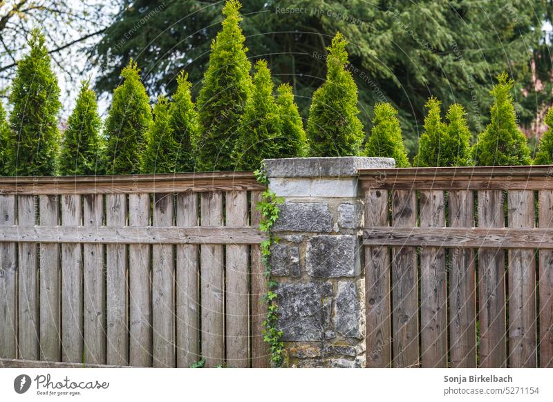 Grünraumgestaltung Garten Gartenbau Zaun Sichtschutz Thujen Thujenhecke Hecke Umzäunung Gartenpflege Gartengestaltung Stadtgarten Efeu historisch grün Natur