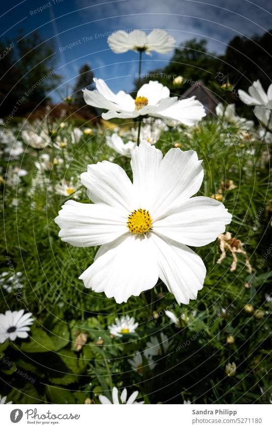 weisse Sommerblume imBlumenfeld Pflanze Blüte blühen Blütenstand Natur Sommerblüher SommerSonne Wiese Asteraceae Korbblütler Compositae Zungenblüten Sorte