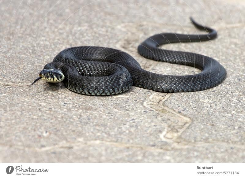 Ringelnatter Schlange Tier Reptil Tierporträt Wildtier Farbfoto Natur Nahaufnahme Schuppen exotisch bedrohlich beobachten Natter