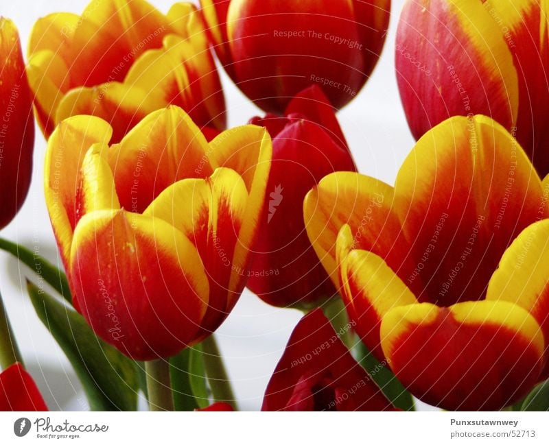 Tulpen rot-gelb Blume Pflanze