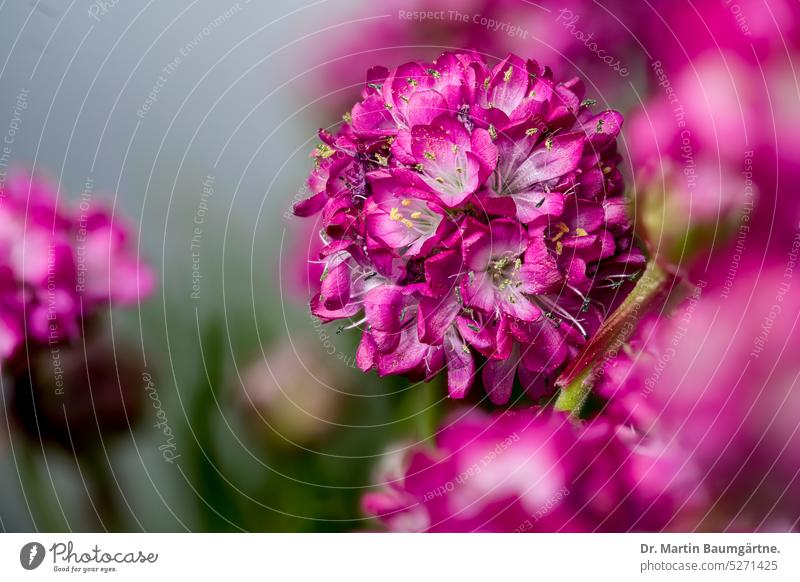 Armeria maritima, Strandgrasnelke, auf Salzwiesen in Küstennähe keine Nelke Blütenstand blühen Gartenform Sorte Staude Bleiwurzgewächse Plumbaginaceae