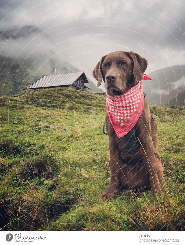 Brauner Labrador auf einer Bergwiese vor einer Berghütte Alpen Österreich Hund Berge u. Gebirge Labrador Retriever braun kariert Halstuch Natur Haustier Tier