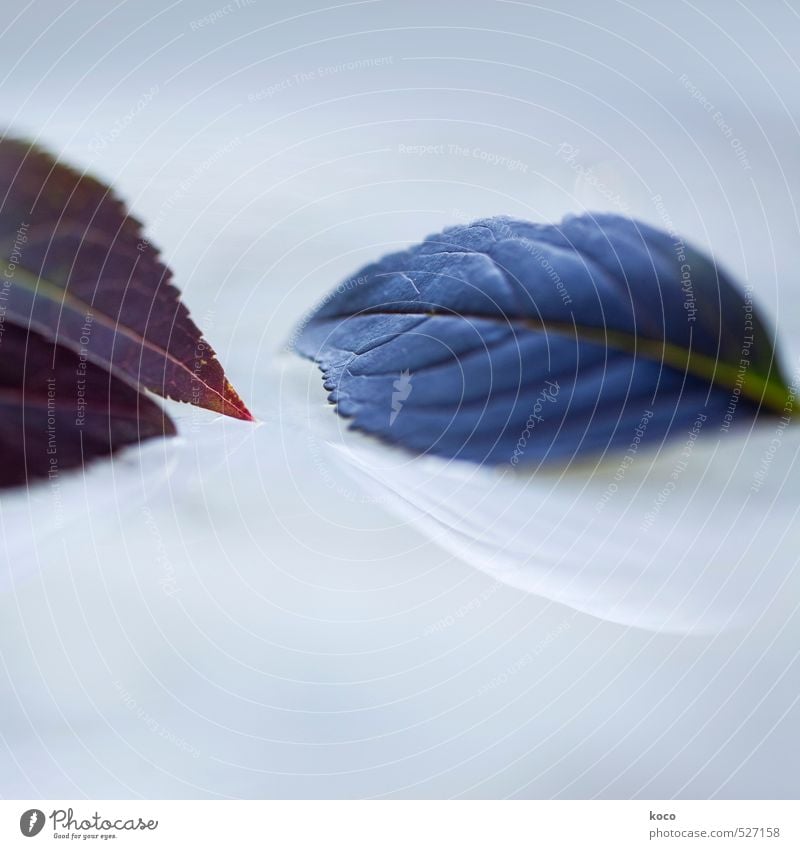 Zuneigung. Natur Pflanze Wasser Frühling Sommer Herbst Blatt berühren Blühend liegen träumen ästhetisch einfach Flüssigkeit frisch glänzend nass natürlich