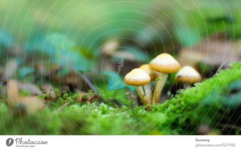 Autumn fairy tale... Natur Pflanze Erde Herbst Moos Wildpflanze Pilz Wald Optimismus Willensstärke Schutz Geborgenheit Zusammensein Gelassenheit geduldig ruhig