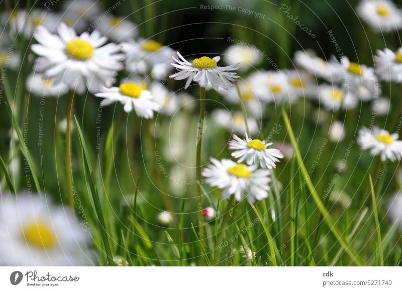 Ich hätte da noch ein paar Gänseblümchen zur Abwechslung… Wiese Natur Gras Frühling Garten grün Sommer Blumenwiese weiß Blüte Blühend Wildpflanze Wachstum schön