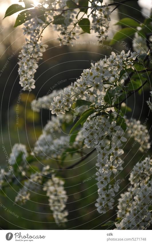 Süßer Duft liegt in der Luft. Blütenzauber im Abendlicht. Natur Frühling Pflanze Blühend weiß natürlich grün Menschenleer Außenaufnahme Schwache Tiefenschärfe