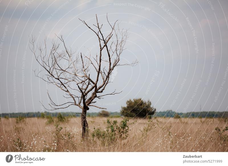 Karger Baum in braunem Gras und mit Buschwerk reckt sich in den Himmel eines Moores grau Büsche Natur Naturschutz Naturschutzgebiet Biotop standhaft Landschaft