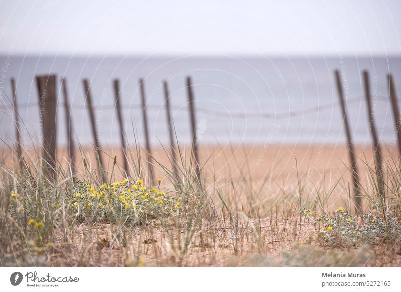 Meer Hintergrund mit Sand und Pflanzen Nahaufnahme. Holzzaun am Strand, Küstenvegetation mit Gras und gelben Blumen. Stimmungsvolle, romantische Meereslandschaft.