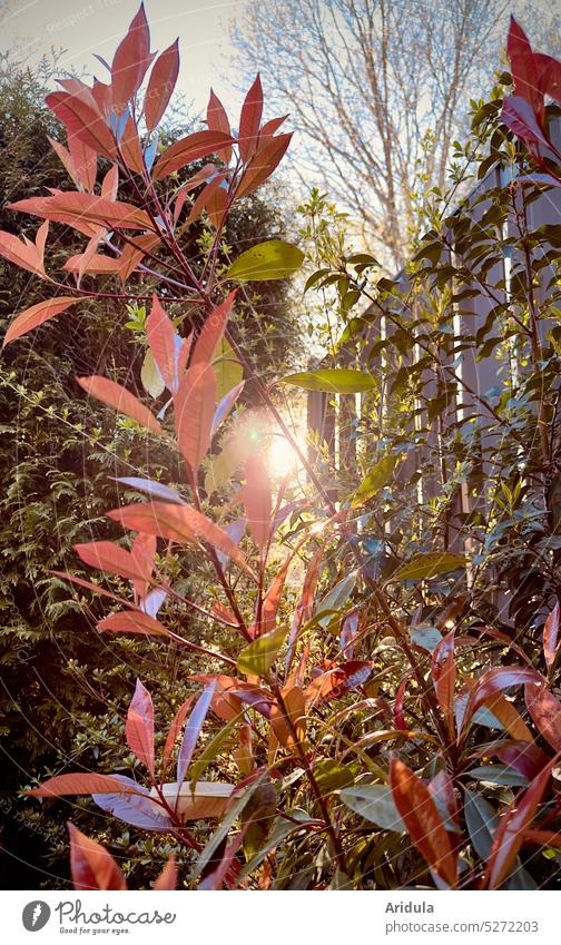 Abendstimmung | Sonne scheint durch Blätter und Zweige Sonnenuntergang Licht Zweige u. Äste Pflanzen Frühling Garten Grundstück Terrasse Zaun Bäume Himmel grün