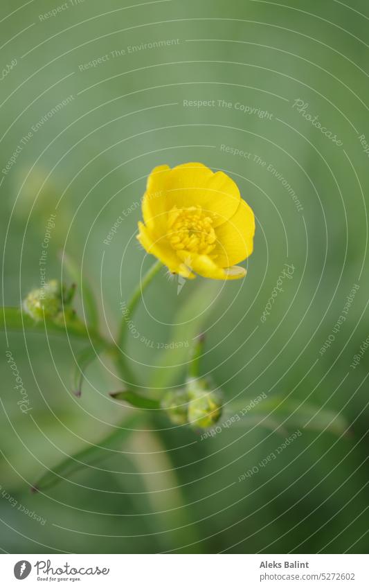 Eine kleine gelbe Butterblume mit unscharfen Hintergrund. Gelb Blume Natur Blüte Pflanze Nahaufnahme grün Frühling Blühend Farbfoto Menschenleer Makroaufnahme