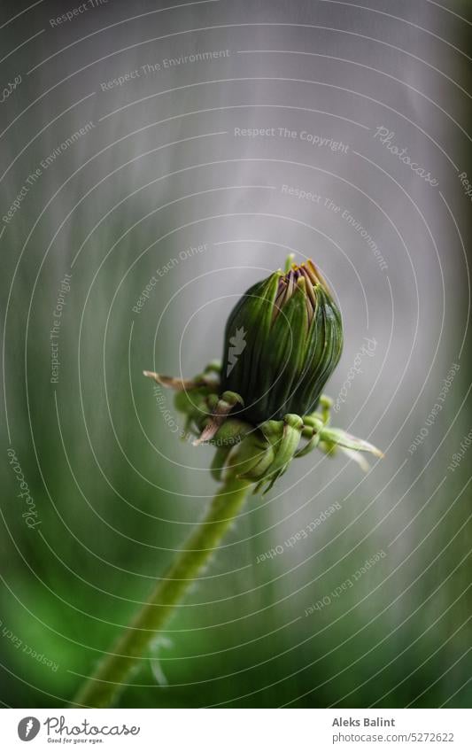 Eine noch geschlossene Löwenzahn Blüte. Geschlossen Pflanze Blume Natur Frühling Außenaufnahme Makroaufnahme Menschenleer Nahaufnahme Schwache Tiefenschärfe