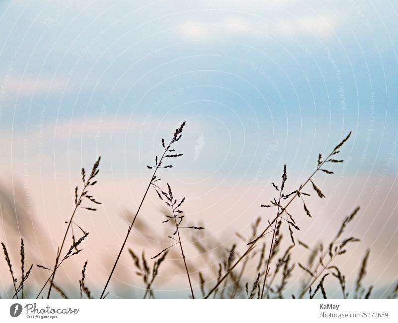 Silhouetten von im Wind bewegten Gräsern vor dem pastellfarbenen Himmel bei Sonnenuntergang Gras Pflanzen zart filigran Halme Dämmerung Sonnenaufgang Pastell