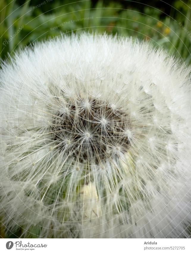 Pusteblume Löwenzahn Pflanze Natur Samen Frühling leicht zart weich Wildpflanze weiß Blüte Blume Leichtigkeit fliegen Schirmchen Detailaufnahme Wiese Kind