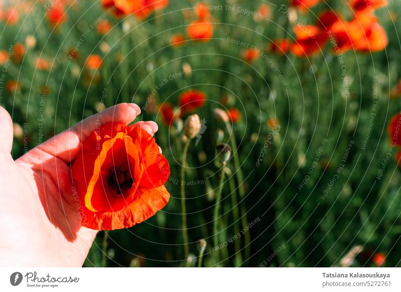 Fokus im Vordergrund auf die Hand einer Frau, die eine Knospe des roten Klatschmohns, auch bekannt als Klatschmohn, hält Mohn Papaver abschließen Blumen