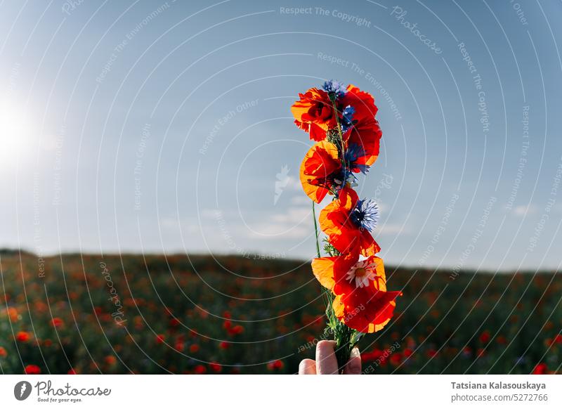 Ein Strauß Wildblumen in deiner Hand. Ein Strauß aus rotem Mohn, blauen Kornblumen und Gänseblümchen in voller Pracht gegen den Himmel geflochten Papaver Blumen