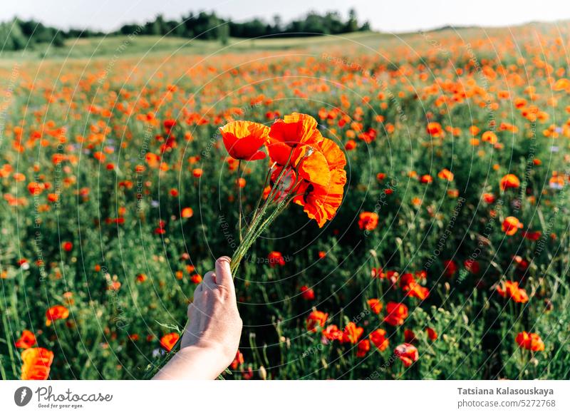 Die Hand einer Frau hält einen Strauß leuchtend roter Mohnblumen in einem Mohnfeld im Frühsommer im Sonnenlicht Papaver abschließen Blumen Blütezeit