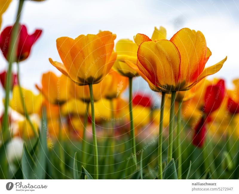 Tulpenfeld Felder Tulpenknospe Tulpenzeit Schnittblume von unten Ostern Schönes Wetter Natur Frühlingsgefühle Blume Blüte Pflanze Blühend Tulpenblüte