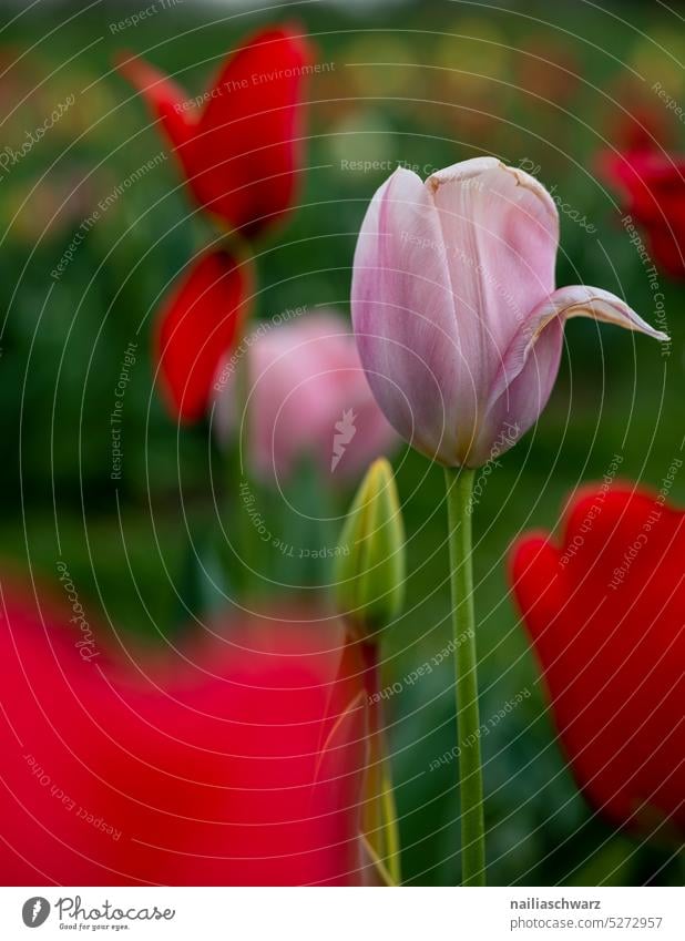 Tulpenfeld Felder Tulpenknospe Schönes Wetter Ostern von unten Schnittblume Tulpenzeit Natur Frühlingsgefühle Blume Blüte Pflanze Blühend grün rot gelb Farbfoto