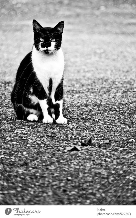 Katze schön Haare & Frisuren Natur Tier Fell Haustier hässlich kuschlig lustig nah Originalität schwarz weiß Wachsamkeit süß Pussy Kopf Lebewesen schwarz-weiß