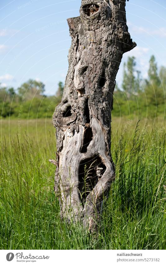 Apfelbaum Baum Stamm Stammbaum Grass Neubeginn Pflanze grün einzeln Umwelt Baumstamm Wachstum Wald Garten Obstgarten Umweltschutz alt Vergänglichkeit