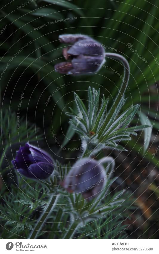 Küchenschelle zu dritt Garten kuhschelle küchenschelle blume blumig floral blühen aufblühen natur links geneigt licht suchend drei