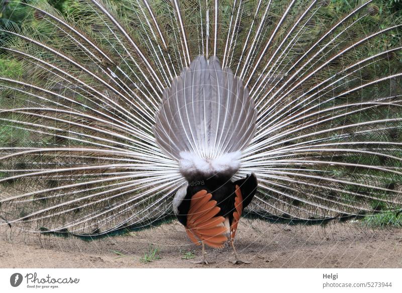 Pfau schlägt ein Rad, Rückansicht Vogel Tier Pavo cristatus Federn Gefieder außergewöhnlich Farbfoto Außenaufnahme Natur Menschenleer Tierporträt Rad schlagen