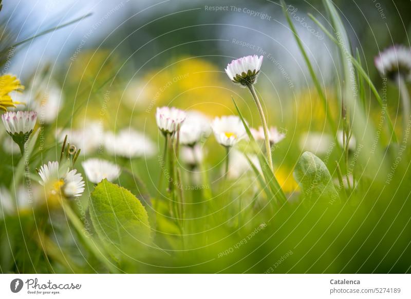 Gänseblümchen in der Wiese, im Hintergrund blüht Löwenzahn Blatt verblühen Tageslicht Grün Blau Gras Garten Blume Blüte klein Pflanze Flora Natur duften