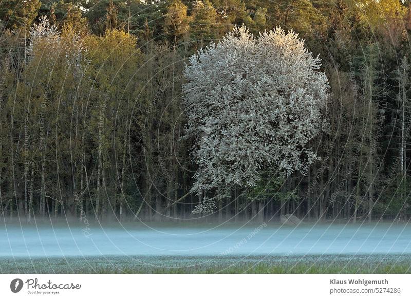 Morgennebel über einer Waldwiese, ein Kirschbaum blüht und erste Sonnenstrahlen streifen die Wipfel der Bäume des Waldes Morgendämmerung Morgenstimmung Waldrand