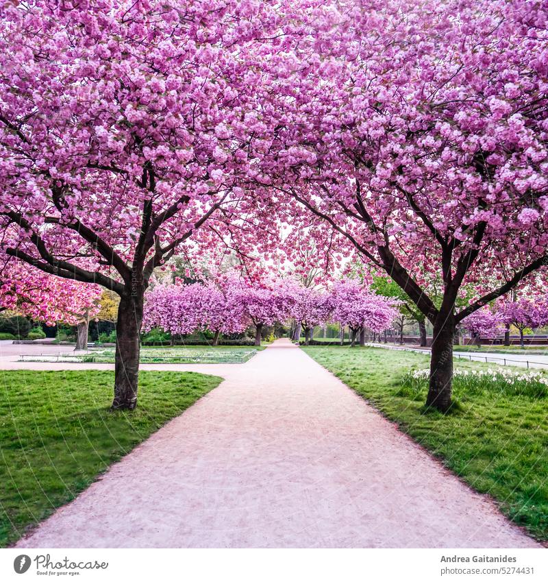 Weg in einem Park umgeben von blühenden Kirschblütenbäumen, 1:1 kirschblütenbaum japanische Kirschblüte Bäume blühende Blume Blühend BLUETEN Blütenpracht Rosa