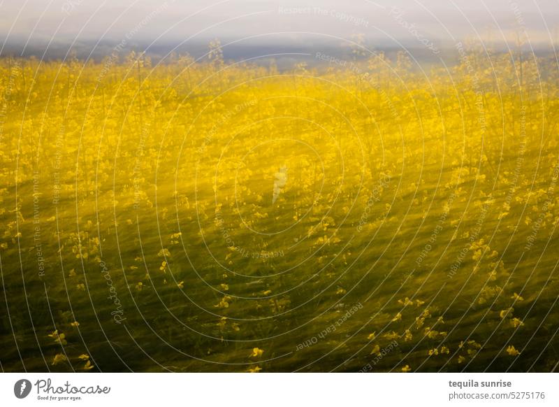 Rapsfeld Feld Rapsblüte Rapsanbau Rapsöl Himmel Wolken Horizont unscharf Verwackelt Bewegungsunschärfe Sommer Frühling Frühlingsgefühle Landwirtschaft Öl