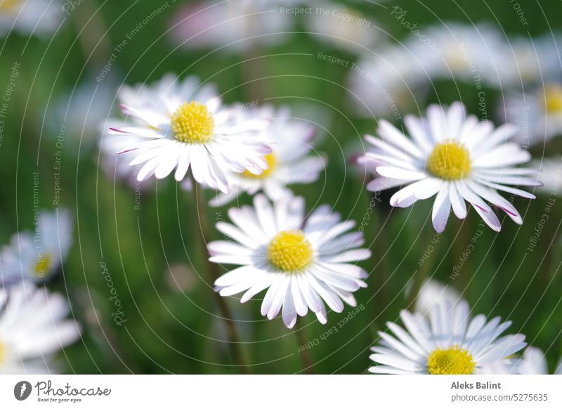 Gänseblümchen gänseblümchenwiese Wiese Blume Frühling Nahaufnahme Blühend Farbfoto Außenaufnahme grün weiß gelb Natur Frühlingsgefühle Blumenwiese Wildpflanze