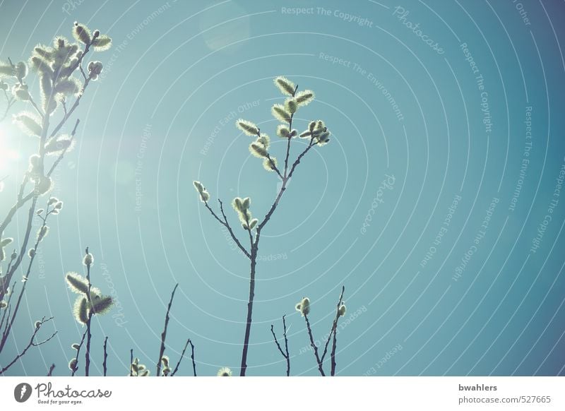 Frühlings-Erwachen Natur Pflanze Himmel Wolkenloser Himmel Sonne Sonnenlicht Schönes Wetter Sträucher Blüte Wildpflanze blau Weide Weidenkätzchen Ast Farbfoto