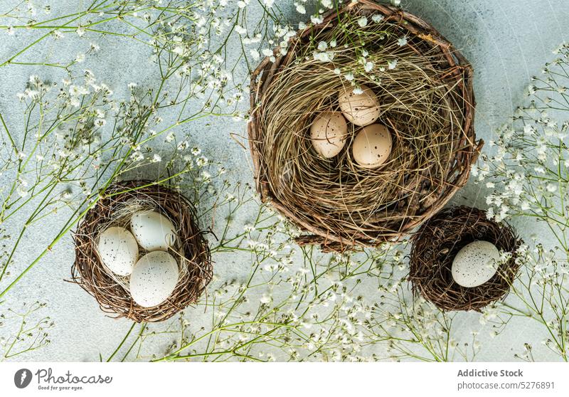 Osterrahmen mit Nest und Eiern Blütezeit Beton Nackenhörnchen Dekor Dekoration & Verzierung Ostern festlich flache Verlegung Blume Feiertag Innenbereich