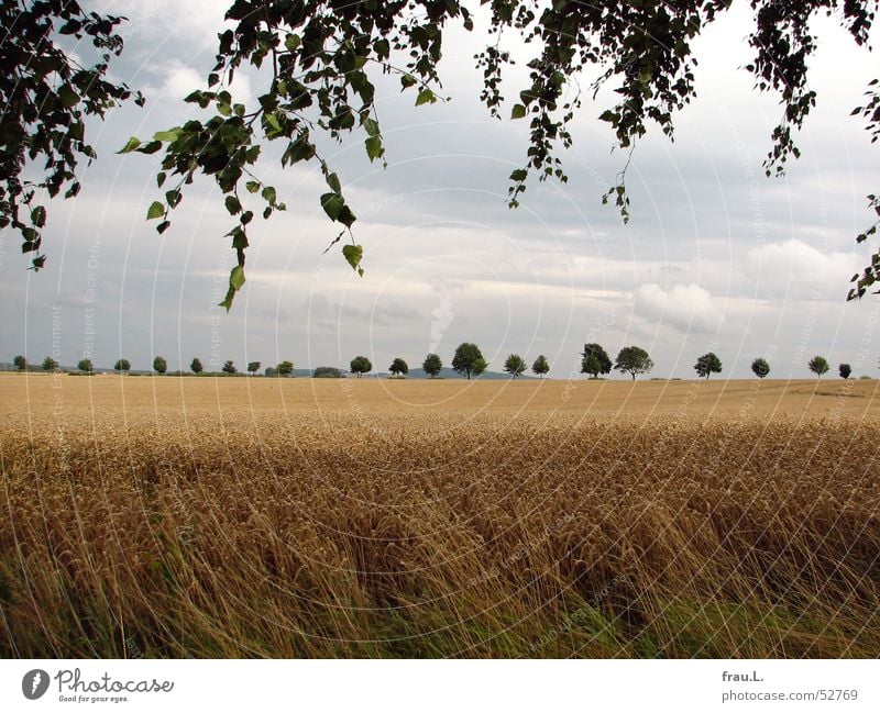 Spätsommer Degersen Getreide ruhig Sommer Natur Landschaft Baum Blatt Feld Geborgenheit Birke Allee Weizen Niedersachsen Heimat letzte tage Kornfeld Ernte