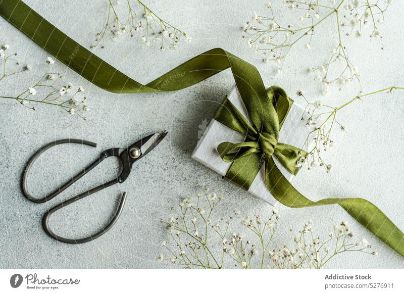 Geschenkkarton mit grüner Schleife Schleierkraut (Gypsophila muralis) Psammophiliella Einjähriges Schleierkraut Blütezeit Kasten Beton Nackenhörnchen Dekor