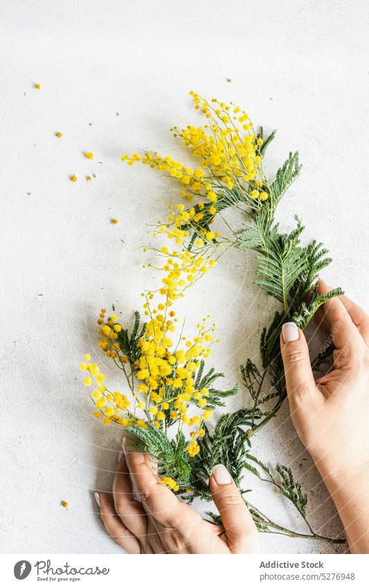 Osterkartenkonzept mit gelben Mimosenblüten Ostern Hand Blume Aroma aromatisch Hintergrund Postkarte farbig Beton flache Verlegung Flora acacia dealbata geblümt