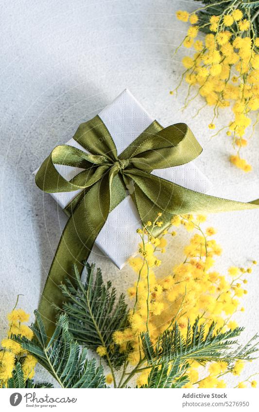 Geschenkpackung und Mimosenblüten Ostern Kasten Blume Aroma aromatisch Hintergrund Bändchen Postkarte farbig Beton flache Verlegung Flora acacia dealbata