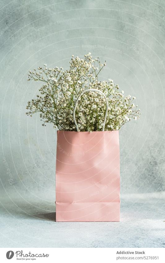 Rosa Papiertüte und weiße Gypsophila Tasche geblümt Schleierkraut (Gypsophila muralis) Psammophiliella Einjähriges Schleierkraut Hintergrund Blütezeit Farbe