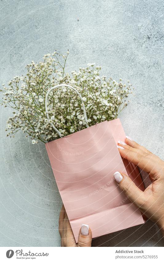 Rosa Papiertüte und weiße Gypsophila Tasche Hand geblümt Schleierkraut (Gypsophila muralis) Psammophiliella Einjähriges Schleierkraut Hintergrund Blütezeit