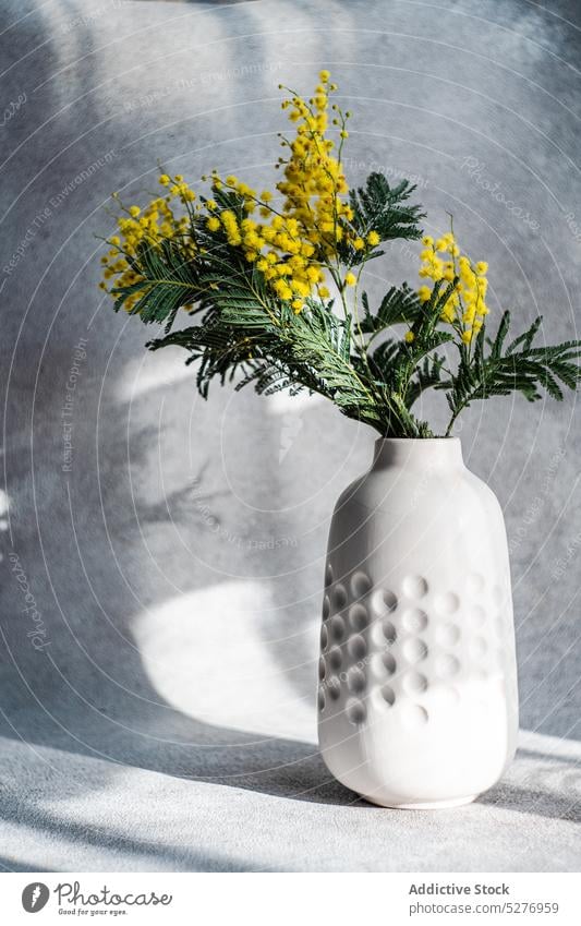 Vase mit frühlingsgelben Mimosenblüten Blume Frühling acacia dealbata Ostern Aroma aromatisch Hintergrund Blaukehlchen Blumenstrauß Beton Tag Flora geblümt