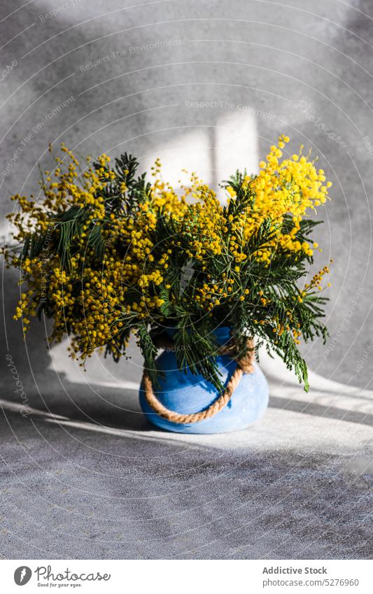 Vase mit frühlingsgelben Mimosenblüten Blume Frühling acacia dealbata Ostern Aroma aromatisch Hintergrund Blaukehlchen Blumenstrauß Beton Tag Flora geblümt