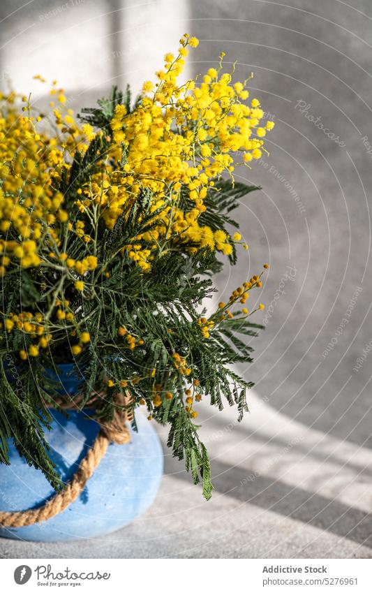 Vase mit frühlingsgelben Mimosenblüten Blume Frühling acacia dealbata Ostern Aroma aromatisch Hintergrund Blaukehlchen Blumenstrauß Beton Tag Flora geblümt