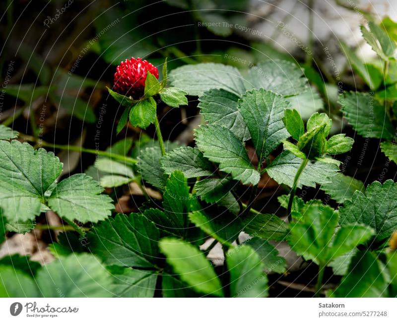 Die Scheinerdbeerpflanze als Bodendecker im Garten Pflanze frisch grün Blatt Natur natürlich Saison Flora Frucht Beeren Wachstum Wildpflanzen Umwelt Nahaufnahme