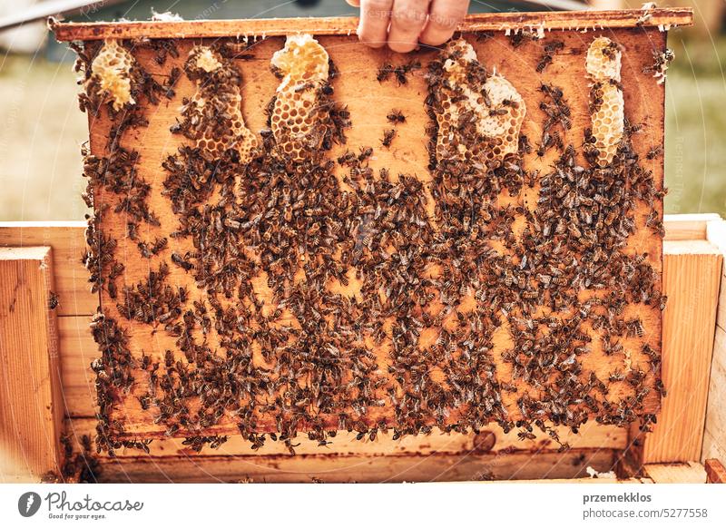 Imker bei der Arbeit im Bienenstock. Entnahme der Honigwaben aus dem Bienenstock mit Bienen auf den Waben. Erntezeit im Bienenstock Liebling Bienenkorb